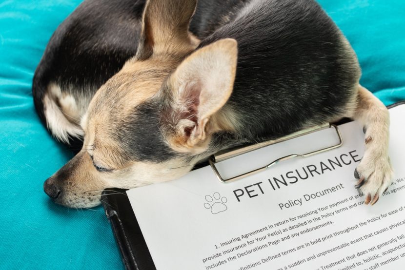Pet Insurance – Caring for those who love unconditionally